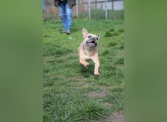 Alicent - aufgeweckte, freundliche Hündin, ein absoluter Traum