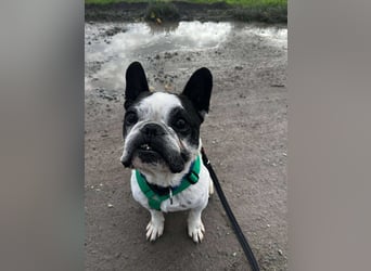 kleine süße französische Bulldogge Oli sucht ein Zuhause