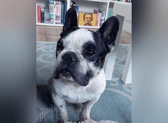 kleine süße französische Bulldogge Oli sucht ein Zuhause