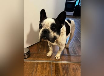 kleine süße französische Bulldogge Oli sucht ein Zuhause