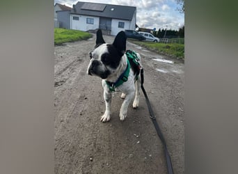 kleine süße französische Bulldogge Oli sucht ein Zuhause