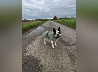 kleine süße französische Bulldogge Oli sucht ein Zuhause