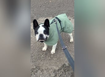 kleine süße französische Bulldogge Oli sucht ein Zuhause