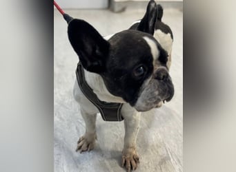 Maribel, sucht ein ruhiges Zuhause