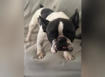 Maribel - wo sind die Frenchie Liebhaber?