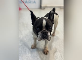Maribel - wo sind die Frenchie Liebhaber?