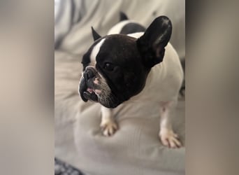 Maribel - wo sind die Frenchie Liebhaber?