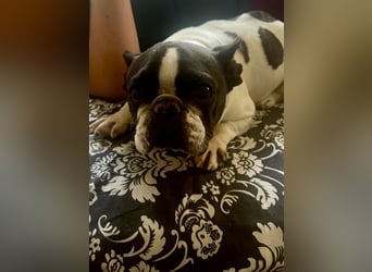 Maribel - wo sind die Frenchie Liebhaber?