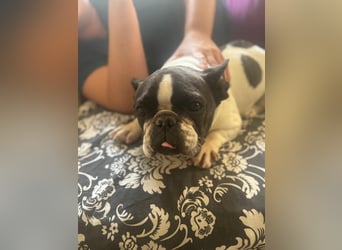 Maribel - wo sind die Frenchie Liebhaber?