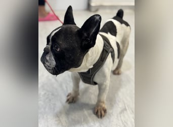 Maribel - wo sind die Frenchie Liebhaber?
