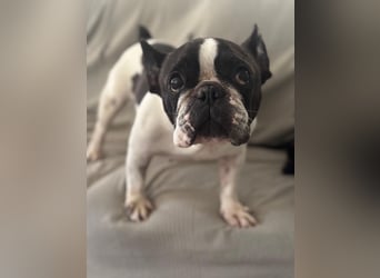 Maribel - wo sind die Frenchie Liebhaber?