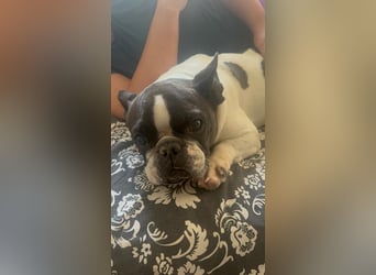 Maribel - wo sind die Frenchie Liebhaber?
