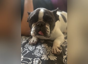 Maribel - wo sind die Frenchie Liebhaber?