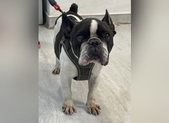 Maribel - wo sind die Frenchie Liebhaber?