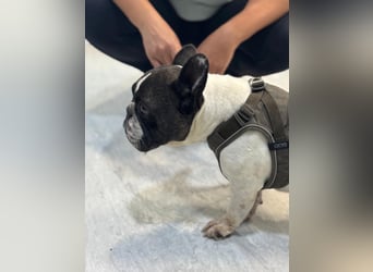 Maribel - wo sind die Frenchie Liebhaber?