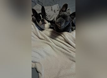 Gonzo & Apollo VA-ein unschlagbares Team