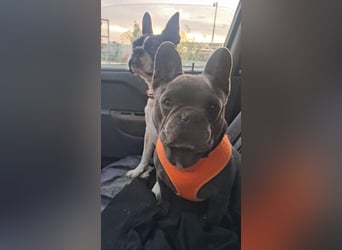 Gonzo & Apollo VA-ein unschlagbares Team