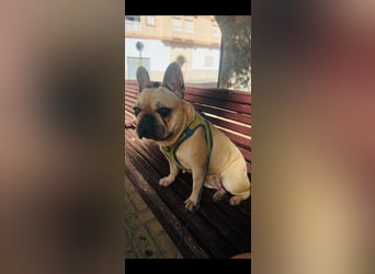 Bella & Romeo möchten nur gemeinsam vermittelt werden