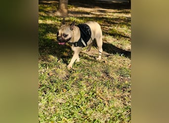 Bella & Romeo möchten nur gemeinsam vermittelt werden