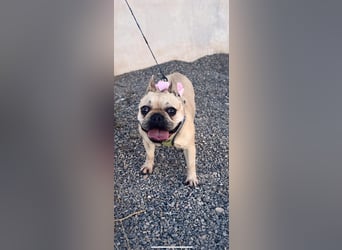 Bella & Romeo möchten nur gemeinsam vermittelt werden