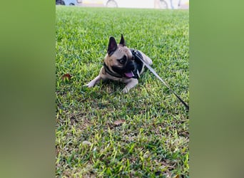 Bella & Romeo möchten nur gemeinsam vermittelt werden