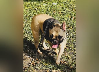 Bella & Romeo möchten nur gemeinsam vermittelt werden