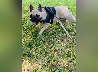 Bella & Romeo möchten nur gemeinsam vermittelt werden