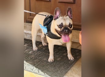 Bella & Romeo möchten nur gemeinsam vermittelt werden