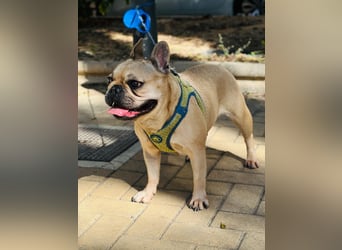 Bella & Romeo möchten nur gemeinsam vermittelt werden