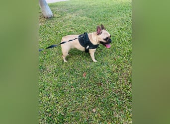 Bella & Romeo möchten nur gemeinsam vermittelt werden