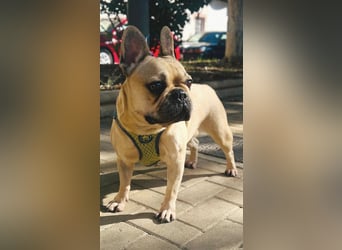 Bella & Romeo möchten nur gemeinsam vermittelt werden