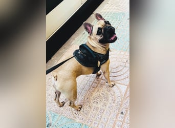 Bella & Romeo möchten nur gemeinsam vermittelt werden