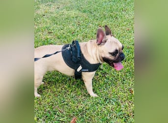 Bella & Romeo möchten nur gemeinsam vermittelt werden