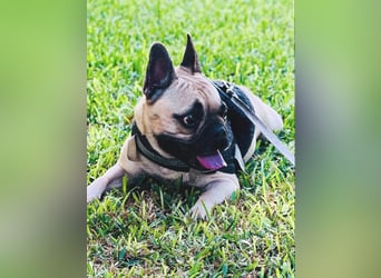 Bella & Romeo möchten nur gemeinsam vermittelt werden