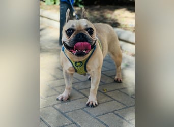 Bella & Romeo möchten nur gemeinsam vermittelt werden