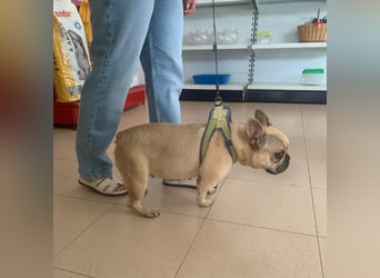 Bella & Romeo möchten nur gemeinsam vermittelt werden