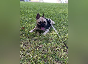 Bella & Romeo möchten nur gemeinsam vermittelt werden