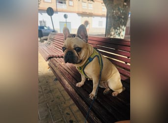 Bella & Romeo möchten nur gemeinsam vermittelt werden