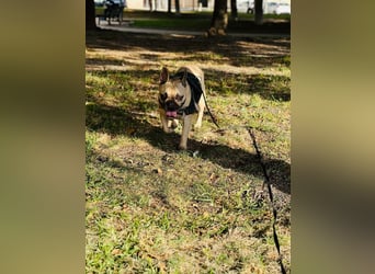 Bella & Romeo möchten nur gemeinsam vermittelt werden