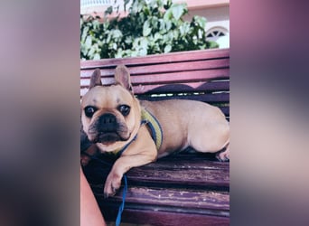 Bella & Romeo möchten nur gemeinsam vermittelt werden