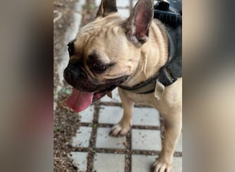 Bella & Romeo möchten nur gemeinsam vermittelt werden