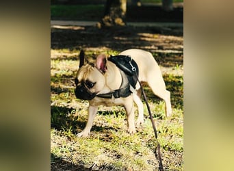 Bella & Romeo möchten nur gemeinsam vermittelt werden