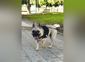 Bella & Romeo möchten nur gemeinsam vermittelt werden