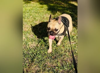 Bella & Romeo möchten nur gemeinsam vermittelt werden