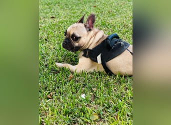 Bella & Romeo möchten nur gemeinsam vermittelt werden