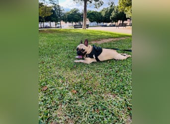 Bella & Romeo möchten nur gemeinsam vermittelt werden