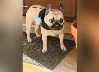 Bella & Romeo möchten nur gemeinsam vermittelt werden