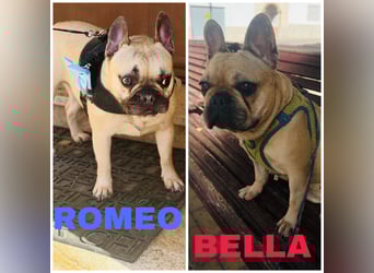 BELLA + ROMEO ! VERMITTLUNG NUR GEMEINSAM !