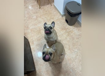 BELLA + ROMEO ! VERMITTLUNG NUR GEMEINSAM !