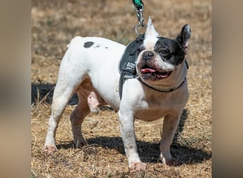 Balou – ein kleiner Clown